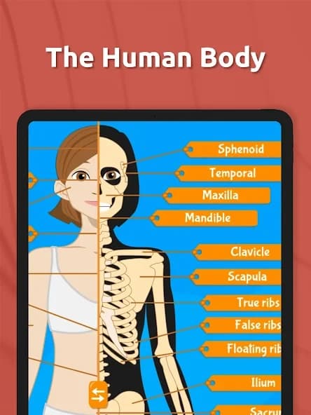 https://media.imgcdn.org/repo/2024/09/human-anatomy-body-parts/66e82159aa1e4-human-anatomy-body-parts-screenshot20.webp